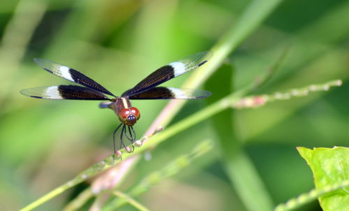 Close-up of butterfly on leaf