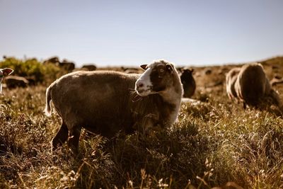 Sheep grazing on field