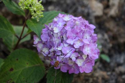 Close-up of purple flowering plant