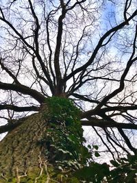 Low angle view of bare tree against sky