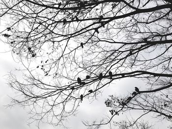 Low angle view of bird on branch against sky