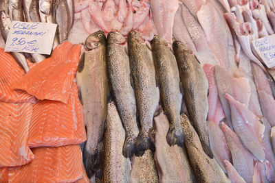 High angle view of seafood on ice at market