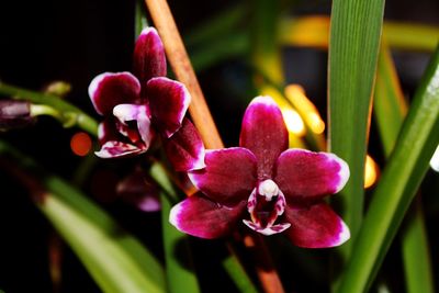 Close-up of pink orchids