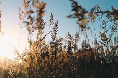 Close-up of stalks in field against sky