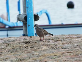 Close-up of bird perching on shore