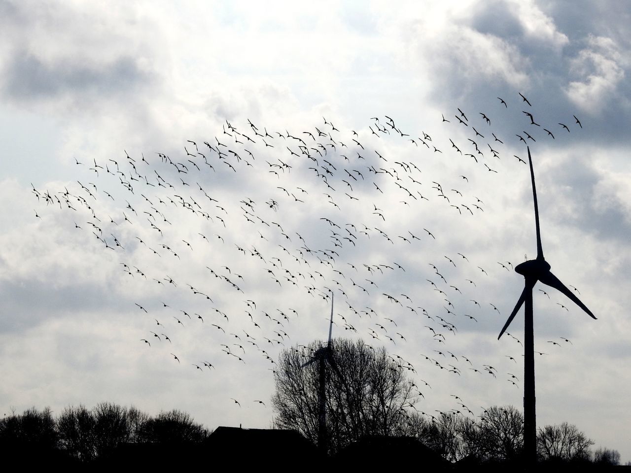 LOW ANGLE VIEW OF SILHOUETTE BIRDS FLYING AGAINST SKY