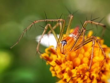 Close-up of spider on plant