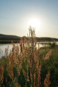 Close-up of flowering plant against lake during sunset