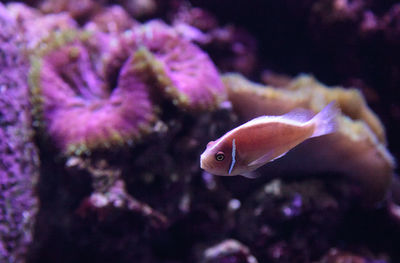 Close-up of fish swimming