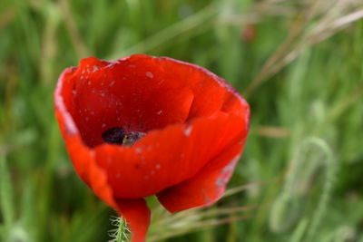 Close-up of red poppy on field