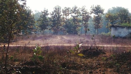 Wet trees against sky during rainy season