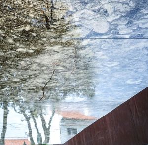 Reflection of trees in water