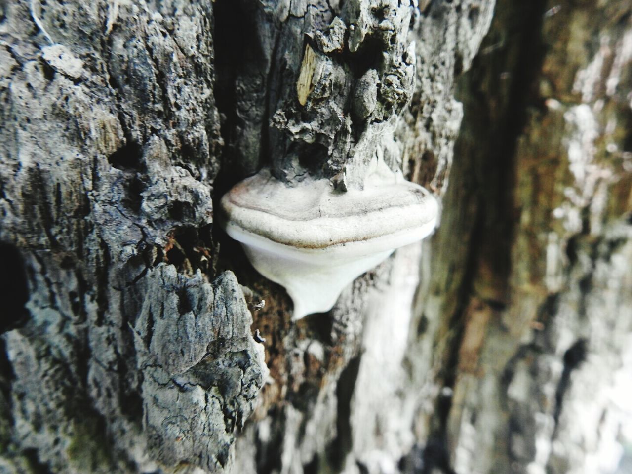 CLOSE-UP OF MUSHROOM ON TREE TRUNK