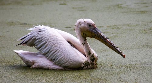 Close-up of swan