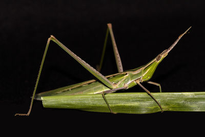 Close-up of damselfly on leaf