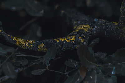 Close-up of rusty chain