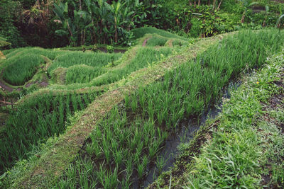 Scenic view of agricultural field