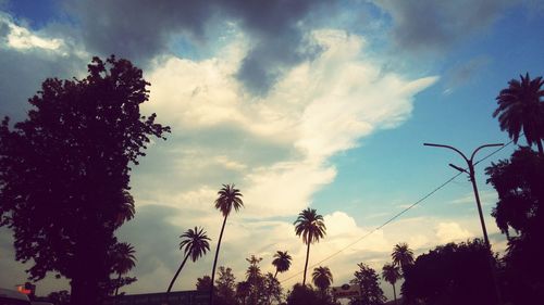 Low angle view of palm trees against sky