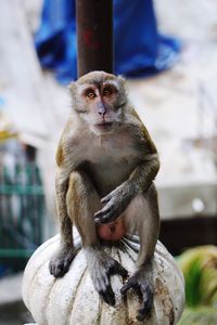 Monkey sitting on the steps up to batu caves 