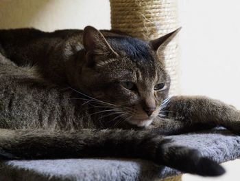 Close-up of cat resting on scratching post