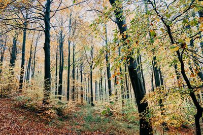 Trees in forest during autumn