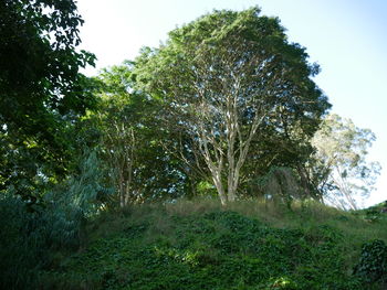 Trees growing in forest against sky