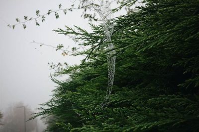 Plants growing on tree