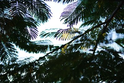 Low angle view of palm tree leaves against sky