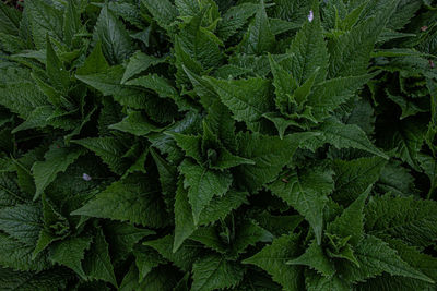 Full frame shot of stinging nettle plants