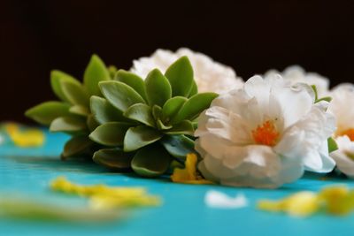 Close-up of white flowers on table