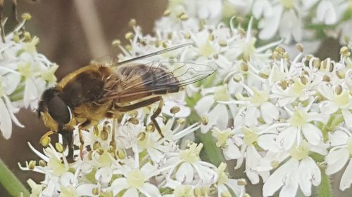 Close-up of bee on white flowers