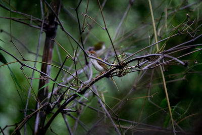 Close-up of lizard on branch