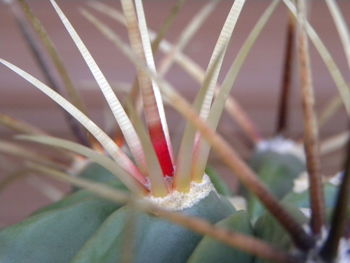 Close-up of plant against blurred background