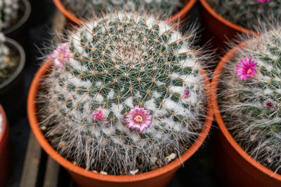 High angle view of potted cactus plants