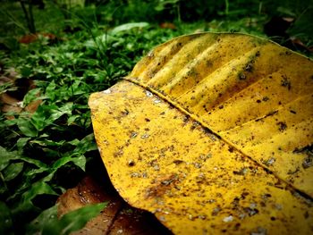High angle view of yellow leaves on field