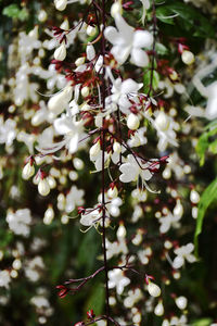 Close-up of white flowering plant