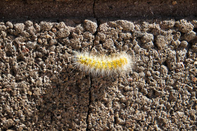 Caterpillar on wall