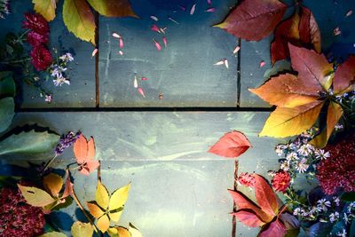 Close-up of maple leaves on plant during autumn