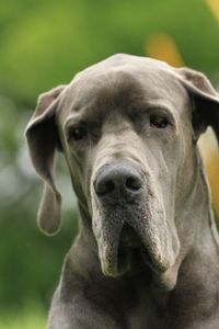 Close-up portrait of dog