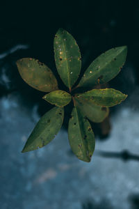 Close-up of water drops on leaves