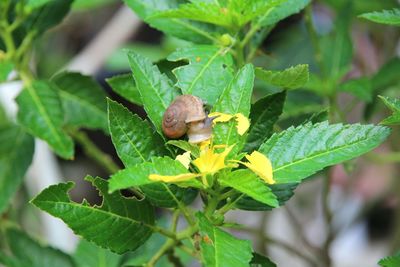 Close-up of insect on plant