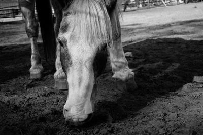 Low section of people at farm