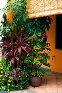 Potted plants in backyard
