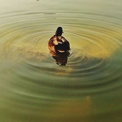 High angle view of duck swimming in lake