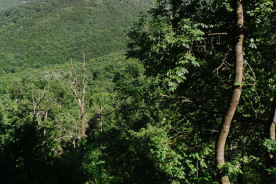 Trees in forest