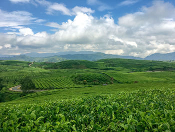 Scenic view of agricultural field against sky