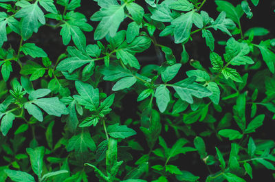 Full frame shot of plants growing on field