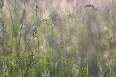 Close-up of flowering plants on field