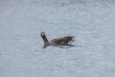 Duck swimming in water