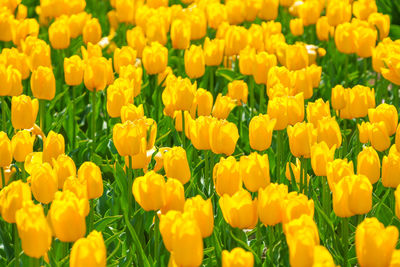 Close-up of yellow flowering plants on field